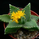 Faucaria grandis